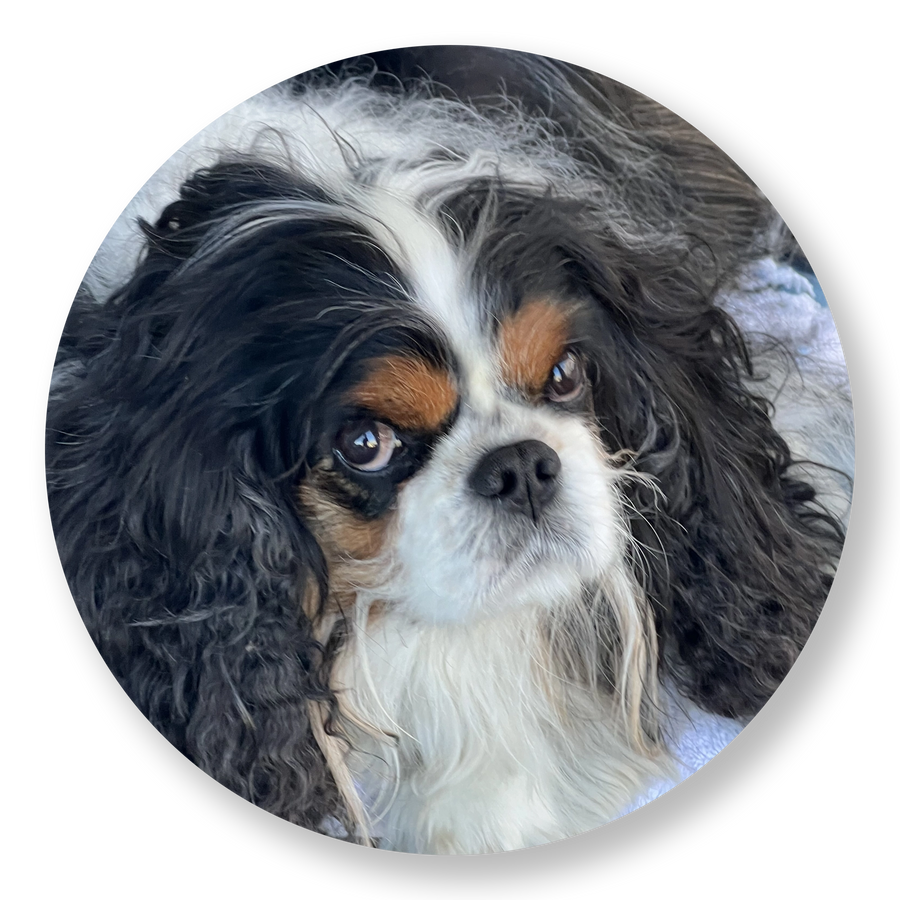 Donate in honor of Duke Cooper