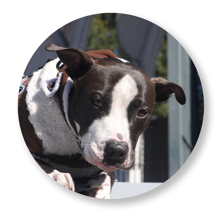 Donate in honor of Duke Nizi Tringali