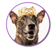Load image into Gallery viewer, king-jojo-kravitz.png
