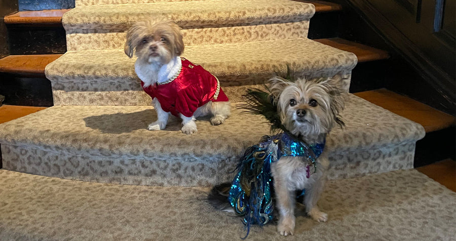 Donate to the Mystic Krewe of Barkus