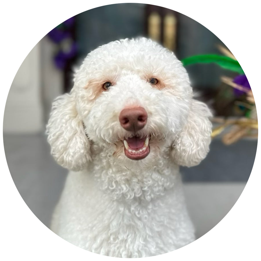 Donate in honor of Duke Beau Roche