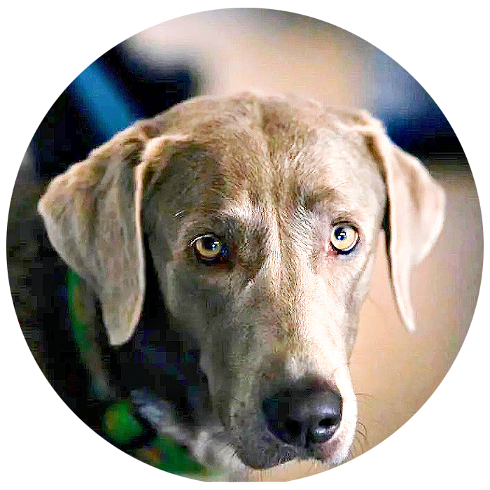 Donate in honor of Queen Billie Jean King Gelderman